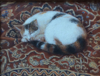 MARY E CARTER - The Tortoiseshell Cat- oil on canvas - 15 x 17 cm - €325 - SOLD