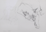DAMARIS LYSAGHT ~ Cat Stretch - pencil - 35 x 41.5 cm - €160