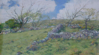 DAMARIS LYSAGHT - Old Sward, Cooryvanaheen - oil on panel - 20x 35 cm - €685