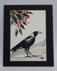 ETAIN HICKEY - Australian Magpie - watercolour - 29 x 23 cm - €145