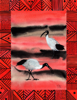 ETAIN HICKEY - Australian White Ibis - watercolour - 45 x 32 cm - €220