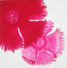GRAINNE CUFFE- Dianthus IV - etching 8/65 - 68 x 58 cm - €445