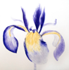 GRAINNE CUFFE- Iris Sibirica II - etching 21/65 - 75 x 70 cm - €450