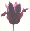 GRÁINNE CUFFE ~ Tulipa Purpora - etching - 47 x 44 cm - €320