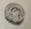 CLAIRE HALLIDAY - Featherbed - pencil on arches paper- 25 x 25 cm - €200