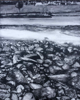 JANET MURRAN - Up Deelish, Low Tide - charcoal & acrylic on panel - 75 x 60  cm - €825