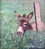 MARY E CARTER - The Donkey from Dursey Island- oil on board - 11 x 10 cm - €195
