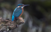 SHEENA JOLLEY - Kingfisher - photograph - 66 x 51 cm - €392