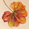 CLAIRE HALLIDAY - Autumn Fan - watercolour - 29 x 29 cm - €250