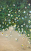 JO ASHBY - Sherkin Beach Daisies - acrylic on canvas - 60 x 45 cm - €495