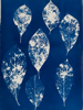 JACQUELINE O'DRISCOLL - Winter Leaves - cyanotype - 54 x 44 cm - €230