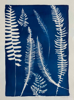 JACQUELINE O'DRISCOLL - Ferns - cyanotype - 54 x 44 cm - €230