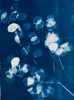 JACQUELINE O'DRISCOLL - Honesty - cyanotype - 54 x 44 cm - €230