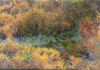 DAMARIS LYSAGHT - Boggy Pool - oil on canvas on panel - 25 x 35 cm - €785