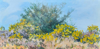 DAMARIS LYSAGHT - Scrub, Wildlife Friendly - oil on canvas on panel - 23 x 46 cm - €835 - SOLD
