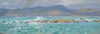 DAMARIS LYSAGHT - Tidal Island Reen Point - oil on panel 12 x 35 cm - €485