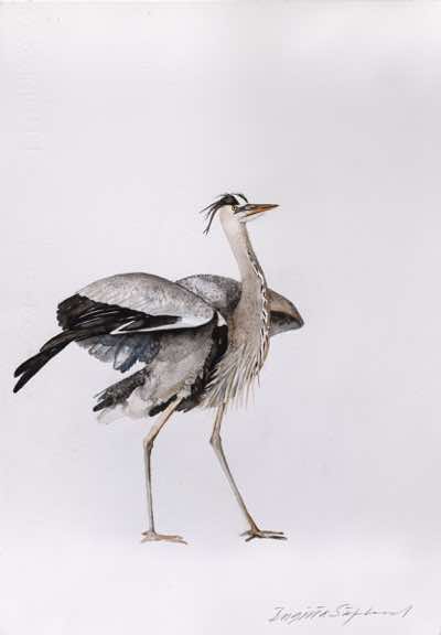 Birgitta Säflund - Heron - watercolour  - €780