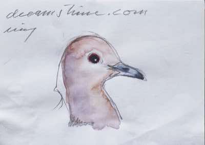 Birgitta Säflund - Dove's Head Study - watercolour - €80