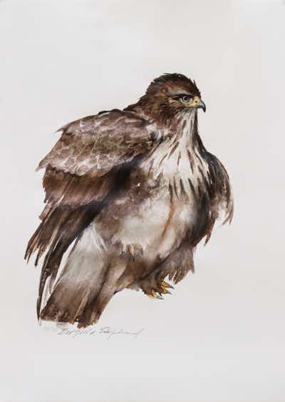 Birgitta Säflund - Eagle - watercolour  - €1100 