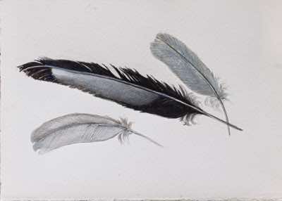 Birgitta Säflund - Feather Study II - watercolour - €160 