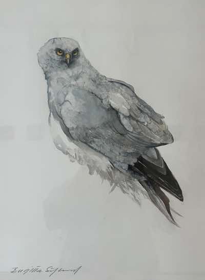 Birgitta Säflund - Hen Harrier, Male - watercolour  - €500