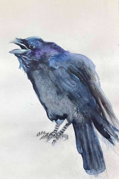 Birgitta Säflund - Raven Study - watercolour  - €180