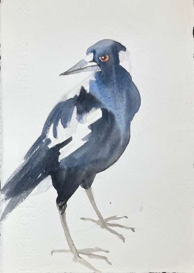 Birgitta Säflund - Magpie  Study - watercolour  - €180