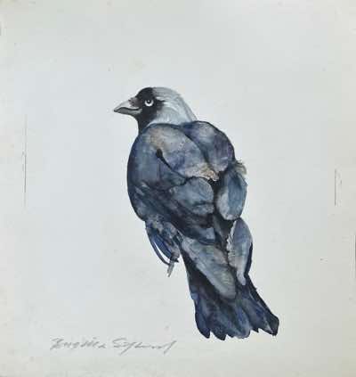 Birgitta Säflund - Jackdaw Study - watercolour  - €480
