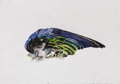 Birgitta Säflund - Wing Study - watercolour - €160 