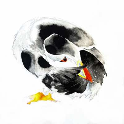 Eilbhe Donovan - Puffin Ball - ink & pencil on paper - 54 x 54 cm - €1800