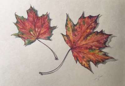 Claire Patricia Halliday - Sugar Maple - watercolour - 26 x 31 cm - €235