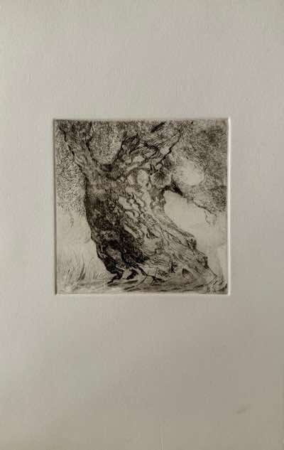 Birgitta Säflund - Old Olive Tree - etching proof - €310 