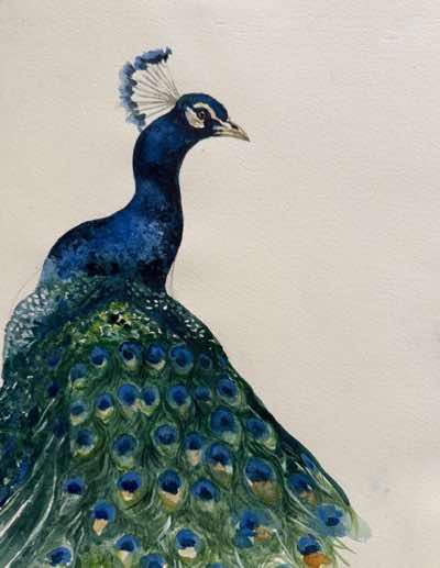 Birgitta Säflund - Peacock - watercolour  - €480