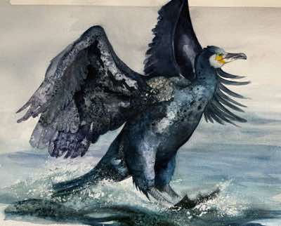 Birgitta Säflund - Shag - watercolour / mixed media - €720