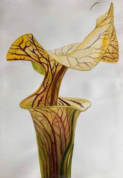 Birgitta Säflund - Yellow carniverous pitcher plant - watercolour  - €680