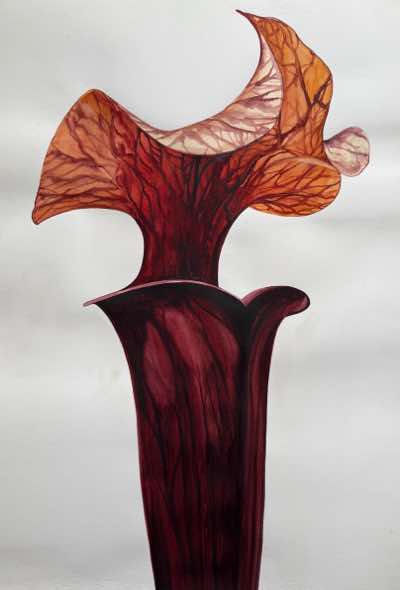 Birgitta Säflund - Red carniverous pitcher plant - watercolour  - €680