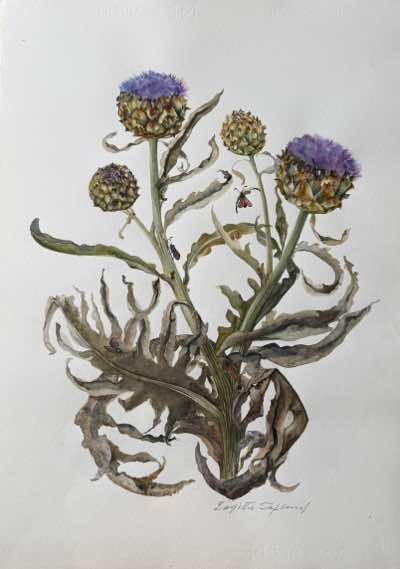 Birgitta Säflund - Artichoke - watercolour - €1100 