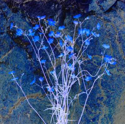 Richard Winfield - Flowers in Blue 1 - archival print 28 x 28 cm framed - €200