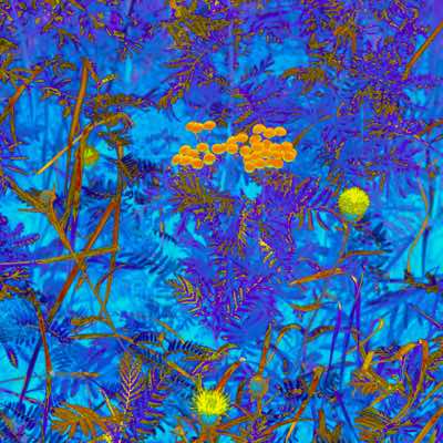 Richard Winfield - Flowers in Blue 3 - archival print 28 x 28 cm framed - €200
