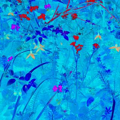 Richard Winfield - Flowers in Blue 4 - archival print 28 x 28 cm framed - €200