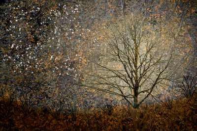 Richard Winfield - Tree & Stars #1 - archival print - 90 x 55 cm - €400