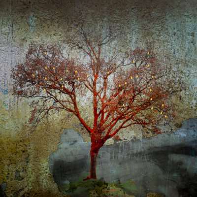 Richard Winfield - Tree on Rocks #2 - archival print - 40 x 40 cm - €200