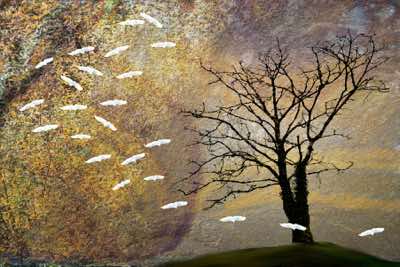 Richard Winfield - Tree with Birds #2 - archival print - 50 x 40 cm - €220