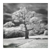 GEOFF GREENHAM  - Oak Tree - giclee print edition 1/10 - 50 x 40 cm - €200
