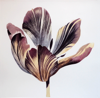 GRÁINNE CUFFE ~ First Spring Tulip - etching - 122 x 115 cm - €1235
