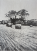 JANET MURRAN ~ Two Trees V - pencil on canvas - 38 x 31 cm - €245