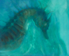 NONA PETTERSEN ~ Hippocampus - oil on gesso panel - 50 x 61 cm