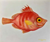 PETER WOLSTENHOLME - Boarfish 1 - oil on canvas - 36 x 40 cm - €485