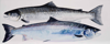PETER WOLSTENHOLME - Male & Female Atlantic Salmon - oil on canvas - 41 x 100 cm - €1500