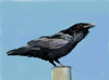 PETER WOLSTENHOLME - Raven - digital painting using iPad and Procreate - 40 x 57 cm - €350